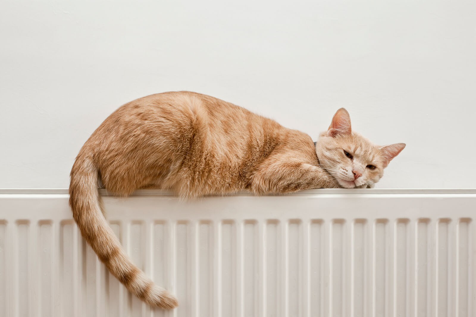 Katt som vilar på ett varmt element
